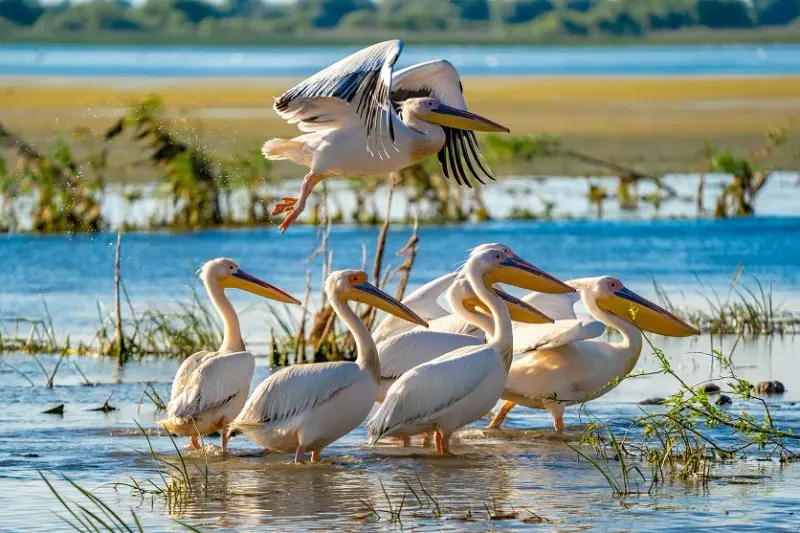 Pelicani delta dunarii