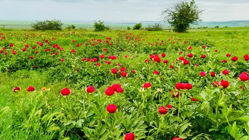 Bujori