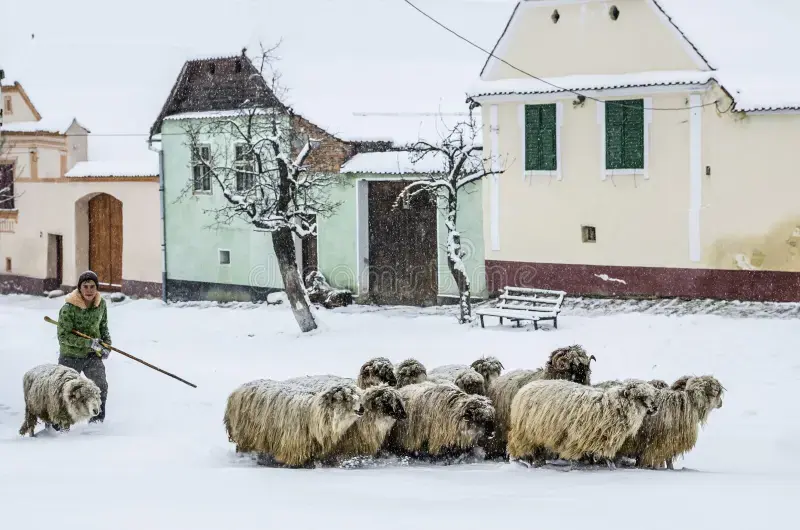 Walking sheep to safe place viscri romania shepherd moves his as heavy snow has just fallen transylvanian village