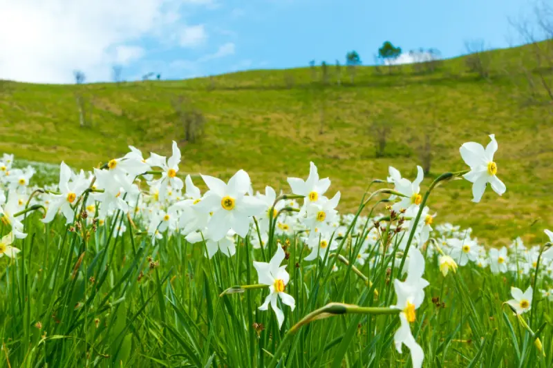 Excursie poiana narciselor