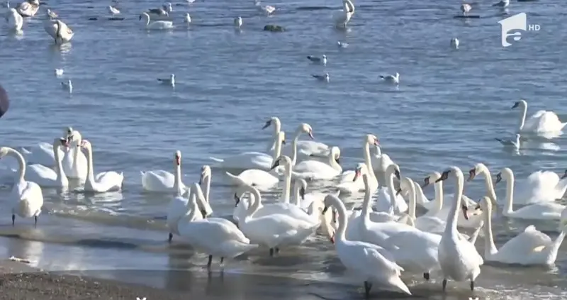Zeci de lebede admirate de turisti in golful capul turcului din eforie sud