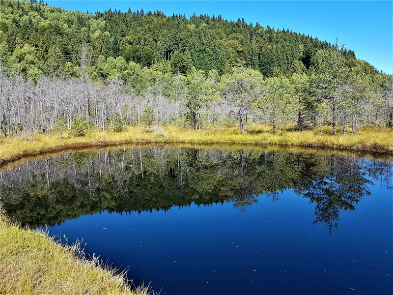 Tinovul mohos lacul