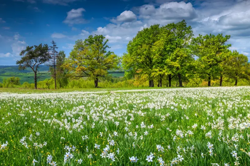 Excursie poiana narciselor cetatea fagarasului manastirea sinca veche