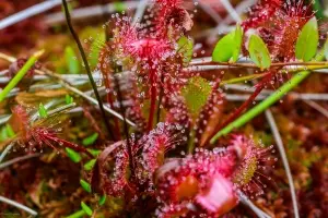 Plante carnivore din tinovul mohos