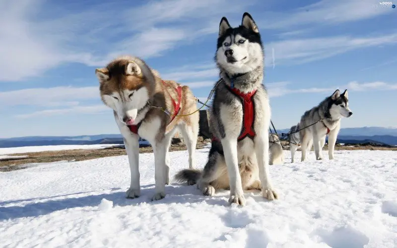 Mountains winter sleigh dogs team husky