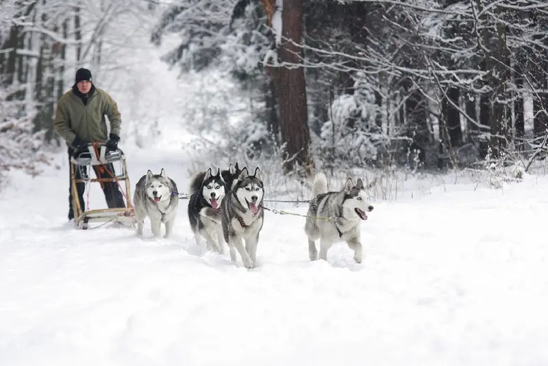 EXCURSIE 1 ZI PLIMBARE CU SANIA TRASA DE HUSKY - LAPONIA DE ROMANIA