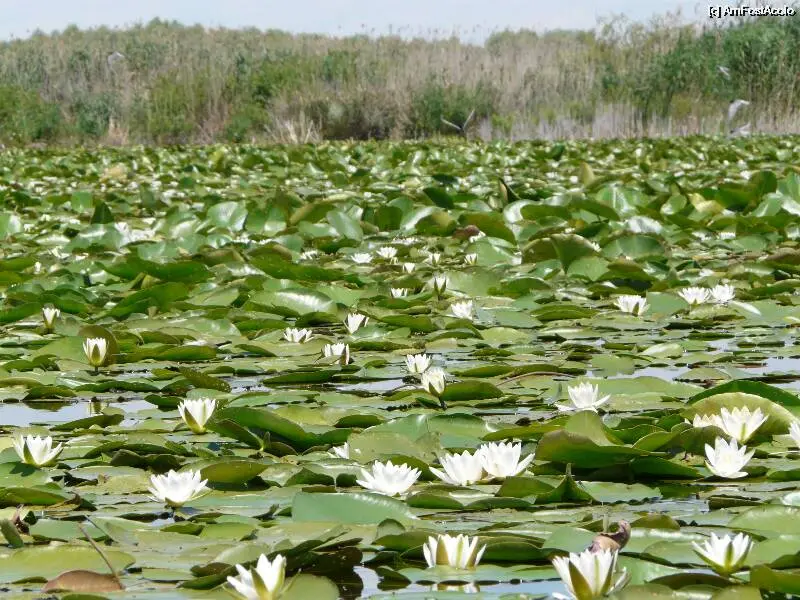 Toamna in delta nuferi